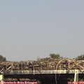 16_00-mast.jpg