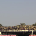 16_30-mast.jpg