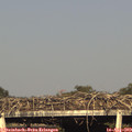 18_15-mast.jpg