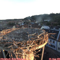 06_25-nest.jpg