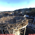 06_55-nest.jpg