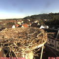 08_10-nest.jpg