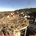 08_50-nest.jpg