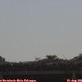 09_20-mast.jpg