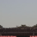 10_10-mast.jpg