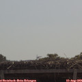 11_05-mast.jpg