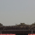 11_15-mast.jpg