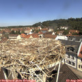 11_20-nest.jpg