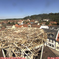 11_35-nest.jpg