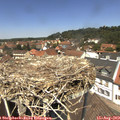 12_50-nest.jpg