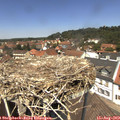 12_55-nest.jpg