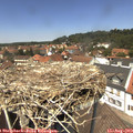 13_10-nest.jpg