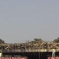 15_20-mast.jpg
