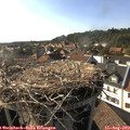 17_25-nest.jpg