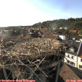 18_00-nest.jpg