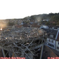 19_50-nest.jpg