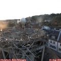 19_55-nest.jpg