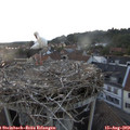 20_10-nest.jpg