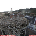 20_15-nest.jpg