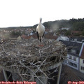 20_20-nest.jpg