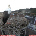 20_25-nest.jpg