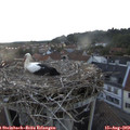 20_30-nest.jpg