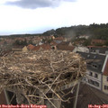 06_45-nest.jpg