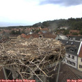 06_55-nest.jpg
