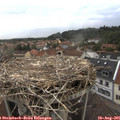 07_25-nest.jpg