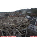 07_45-nest.jpg