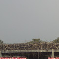 07_50-mast.jpg