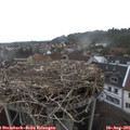 07_50-nest.jpg