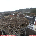 07_55-nest.jpg