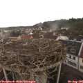 08_05-nest.jpg