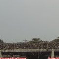 08_10-mast.jpg
