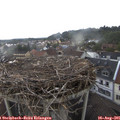 08_10-nest.jpg