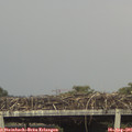 08_15-mast.jpg