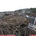 08_15-nest.jpg