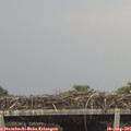 08_20-mast.jpg