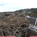08_20-nest.jpg