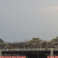 08_25-mast.jpg