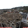 08_45-nest.jpg