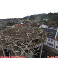 08_50-nest.jpg