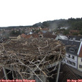 08_55-nest.jpg