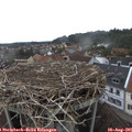 09_00-nest.jpg