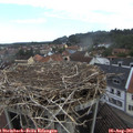 09_20-nest.jpg