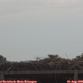 10_50-mast.jpg