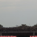 10_55-mast.jpg