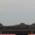 11_00-mast.jpg