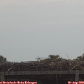 11_05-mast.jpg